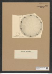 Diatomeae indet. Zeichnungen Sammlung Grunow Nr. 8205 (NHMW-BOT-W0377588)